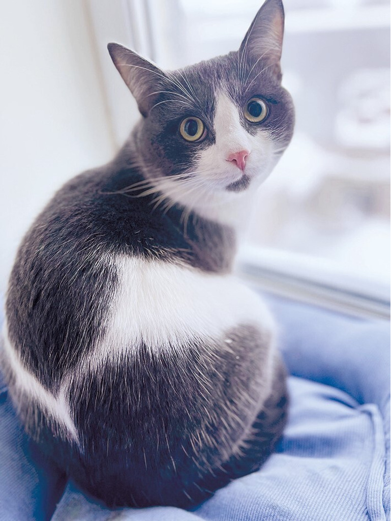 Тиша ищет дом - Фото 1