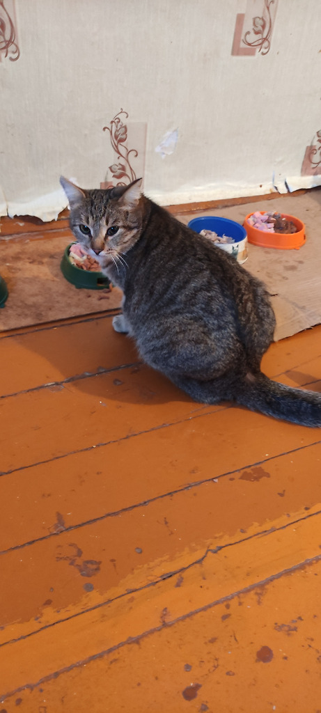 Умные кошки ищут дом. - Фото 1