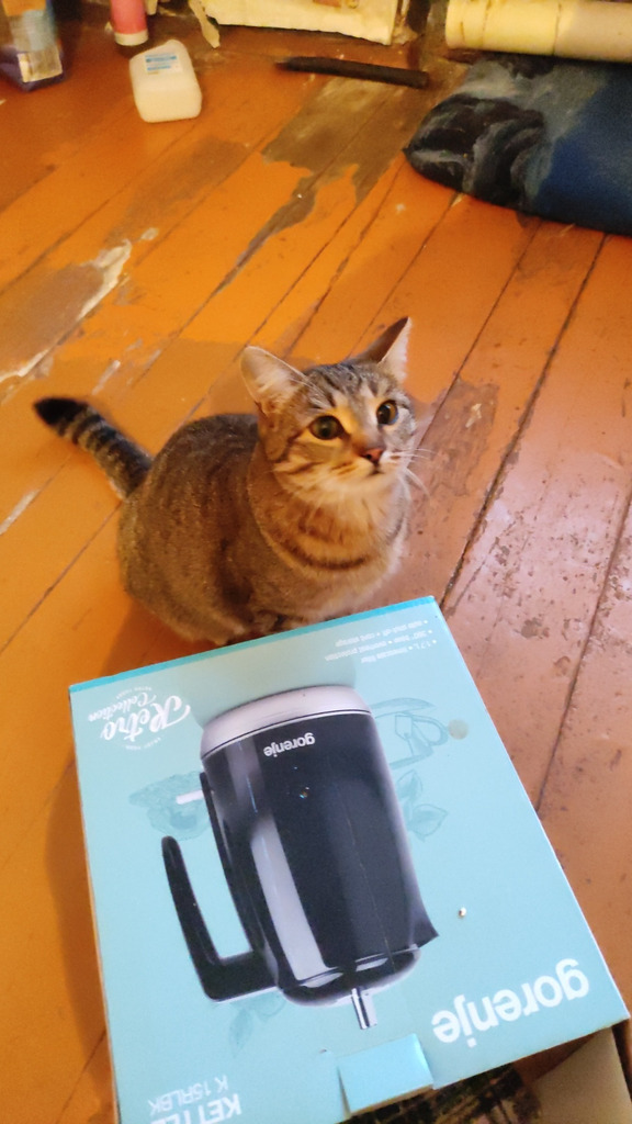 Умные кошки ищут дом. - Фото 2