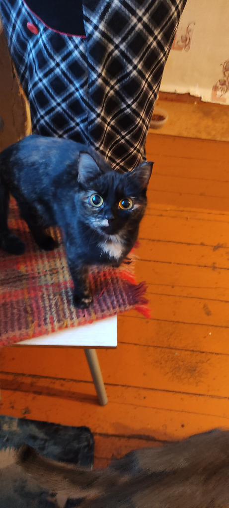 Умные кошки ищут дом. - Фото 3