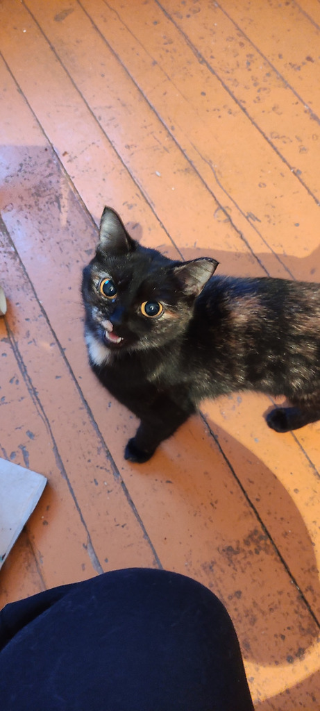 Умные кошки ищут дом. - Фото 4