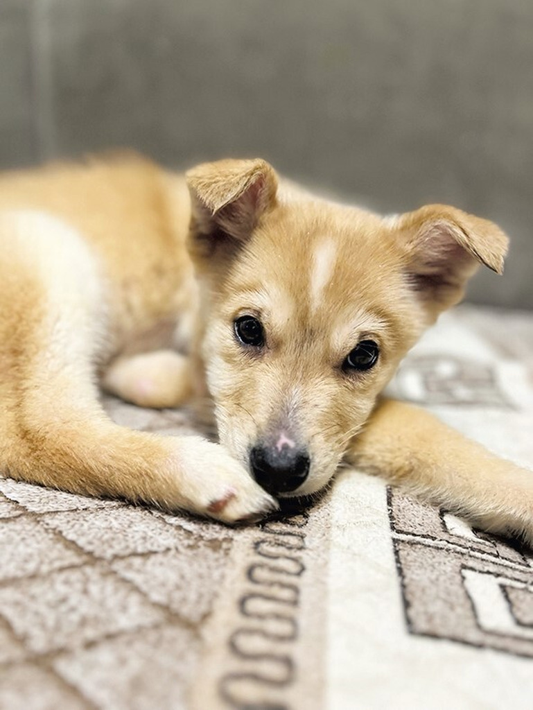 Щенок ищет хозяев - Фото 1