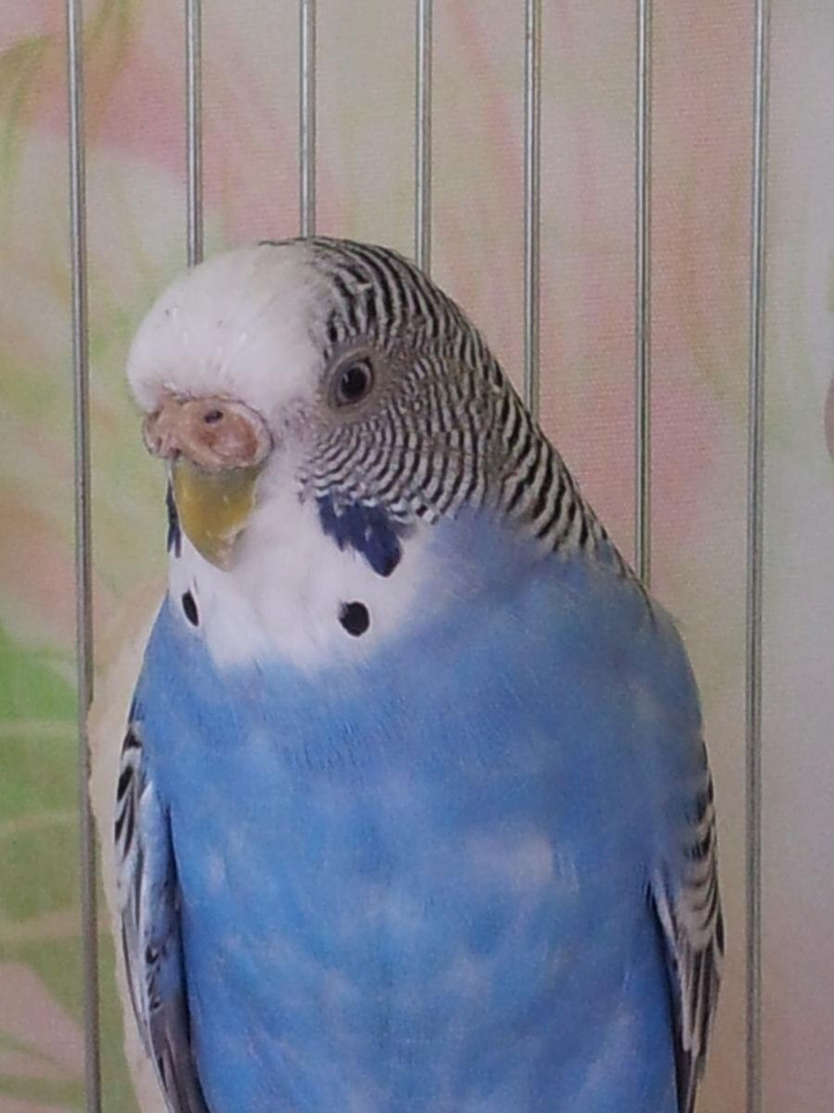 Попугай Самка - Фото 1