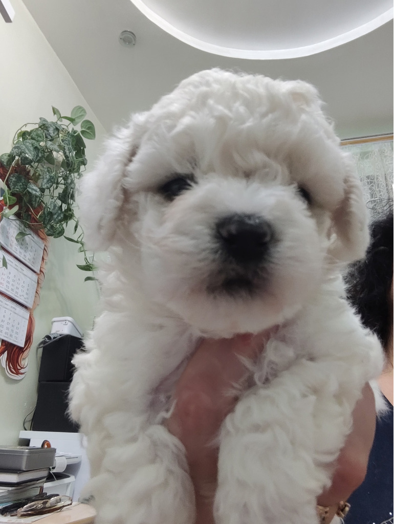 Мини бишон фризе - Фото 1