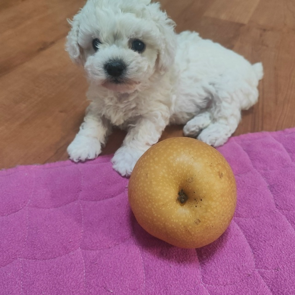 Мини бишон фризе - Фото 2