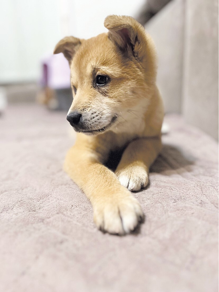 Бруно ищет дом - Фото 1