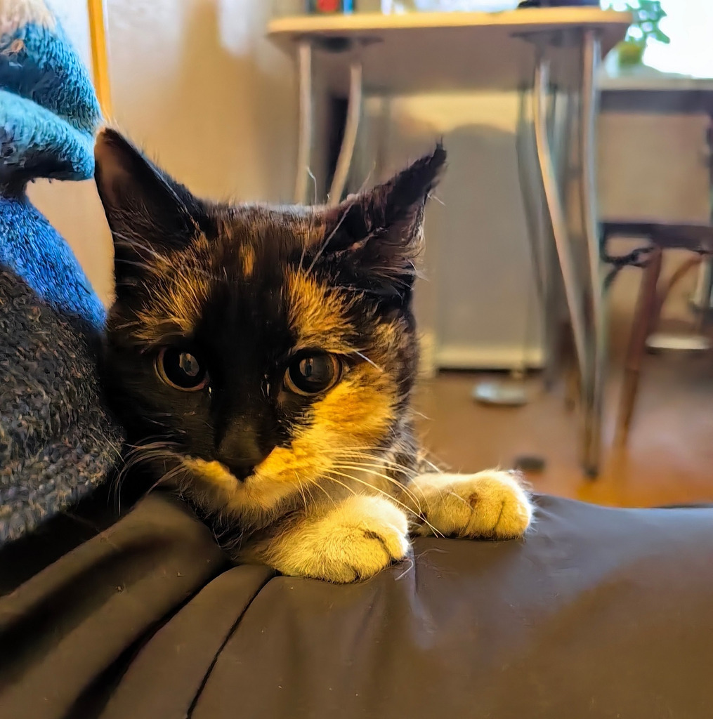 Найден котенок - Фото 1