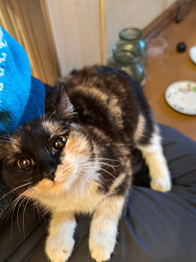 Найден котенок - Фото 2