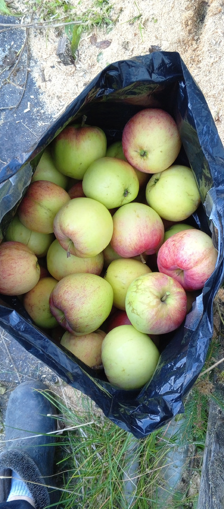 Продам домик с участком в коллективом саду √5 - Фото 1