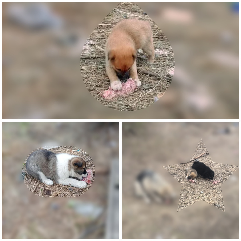 Щенок - Фото 1