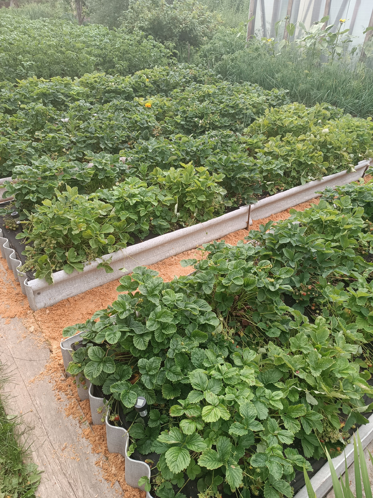 Продам участок в коллективном саду #4 - Фото 9