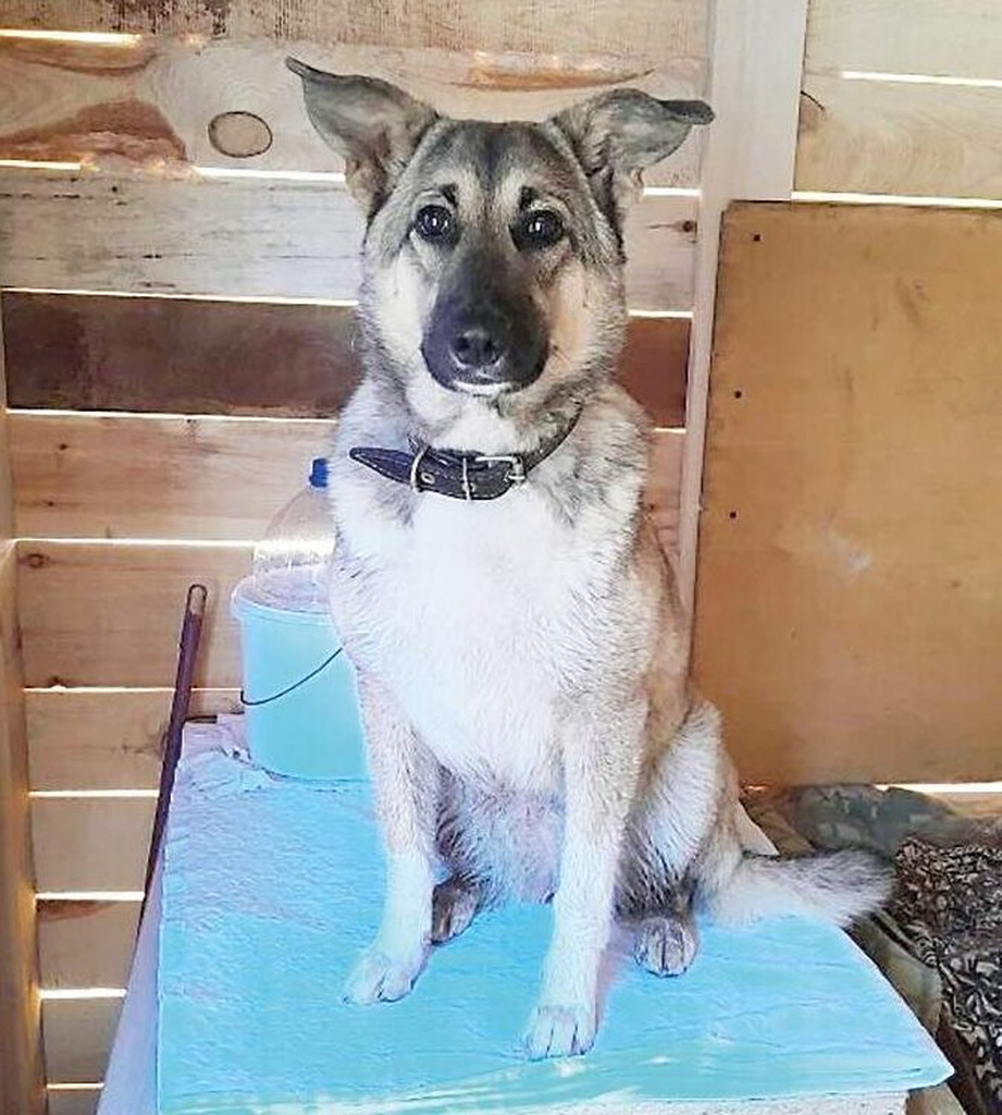 Грома ищет дом - Фото 1