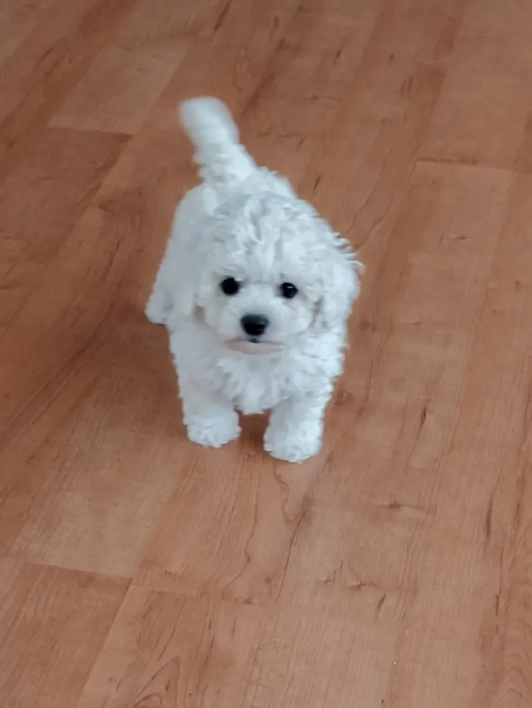 мини бишон фризе - Фото 1