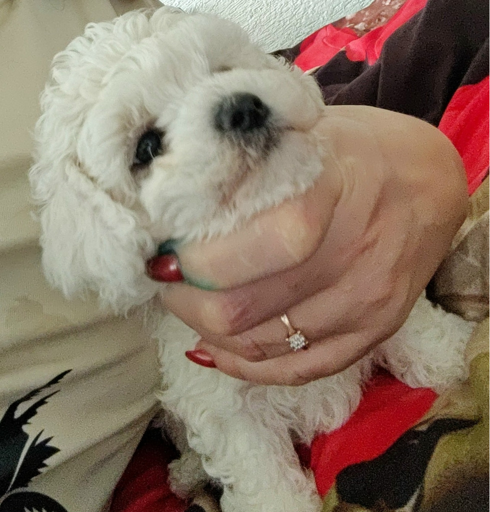 мини бишон фризе - Фото 4