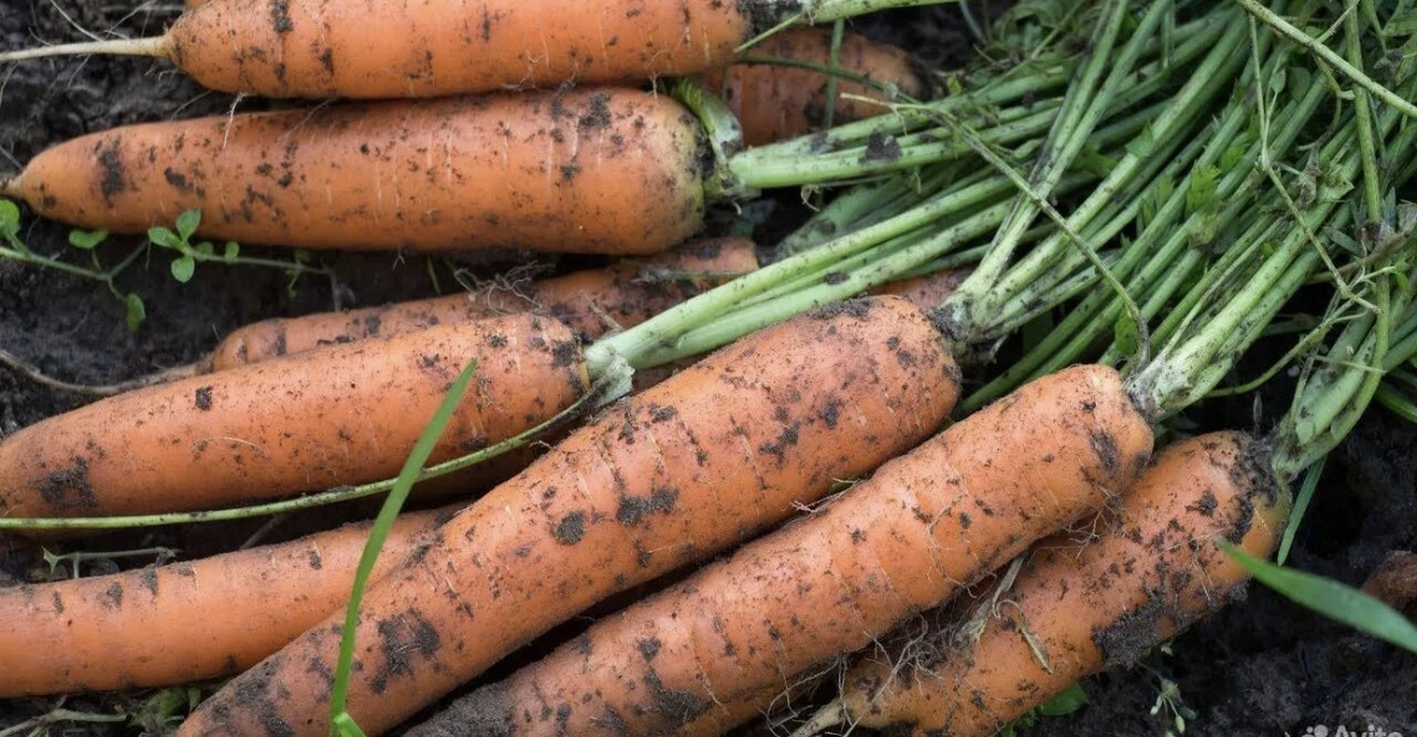 Морковь - Фото 1