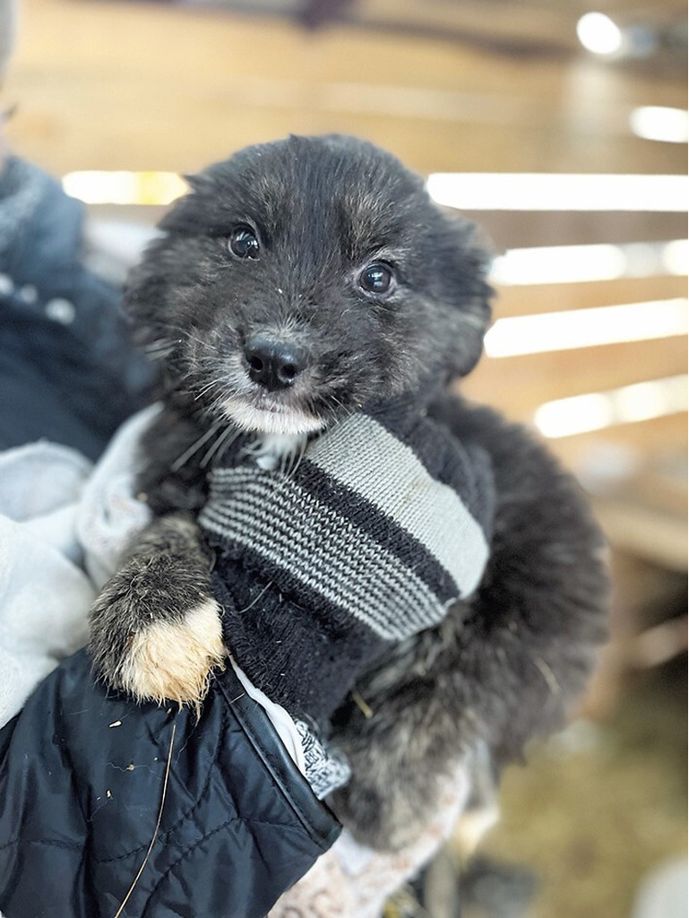 Щенки ищут хозяев - Фото 1