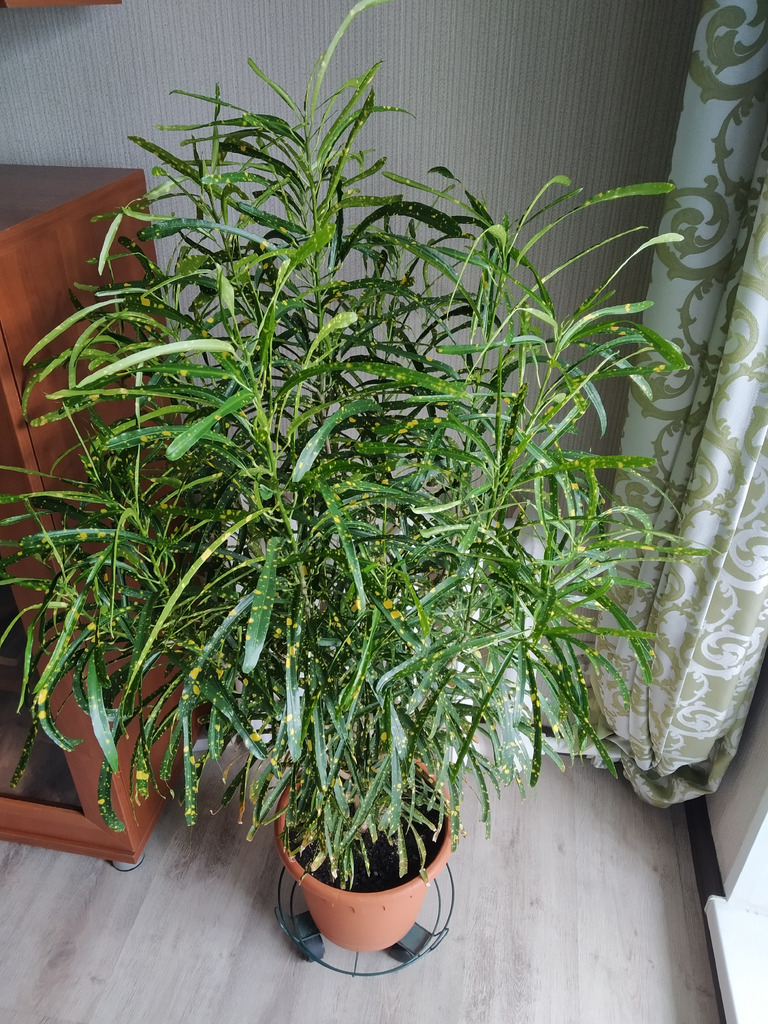 Узколистный кротон Пиктум Спот - Фото 1