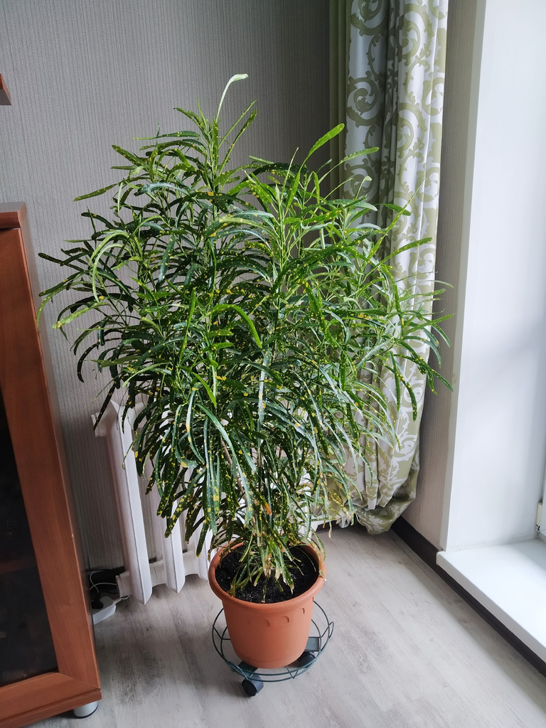 Узколистный кротон Пиктум Спот - Фото 2