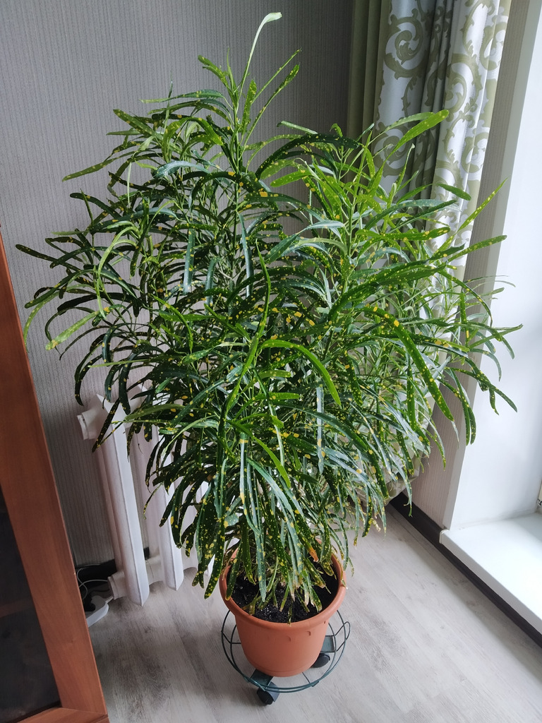 Узколистный кротон Пиктум Спот - Фото 3