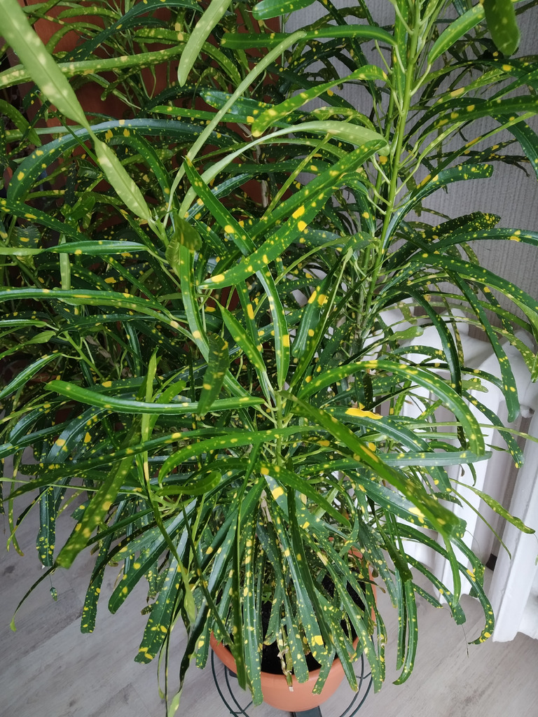 Узколистный кротон Пиктум Спот - Фото 4