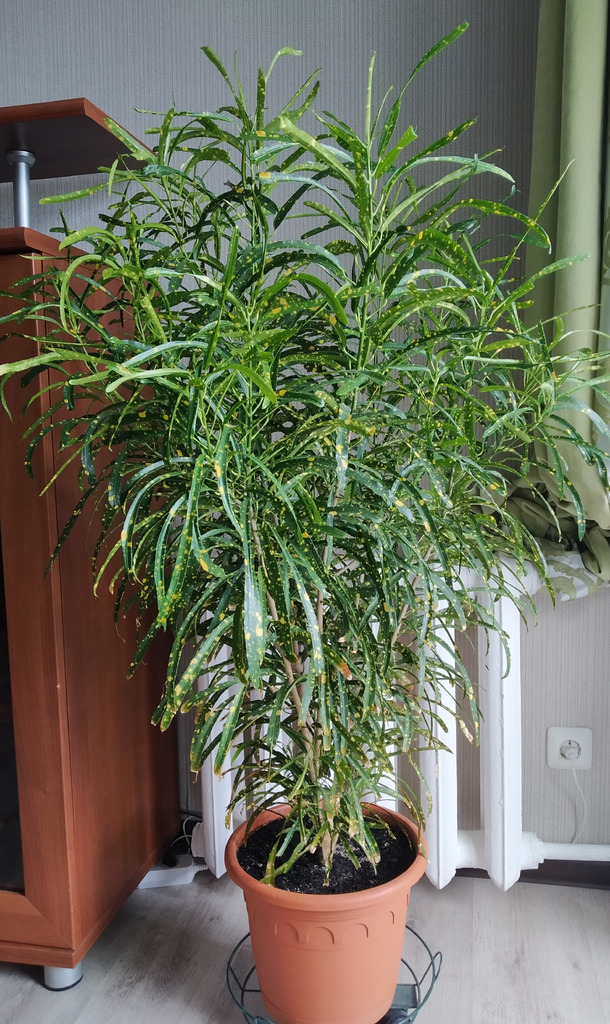 Узколистный кротон Пиктум Спот - Фото 5