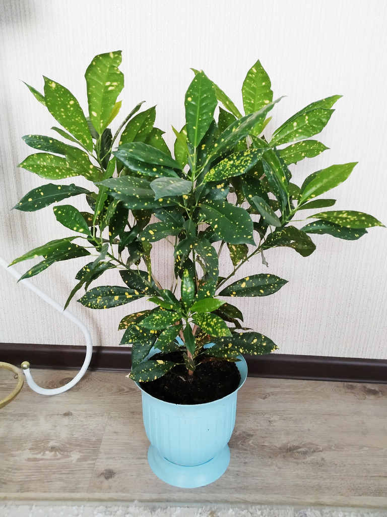 Аукуболистный кротон - Фото 1