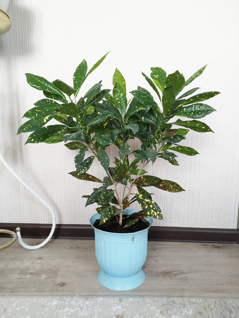 Аукуболистный кротон - Фото 2