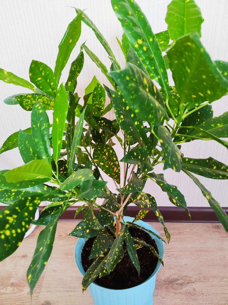 Аукуболистный кротон - Фото 3