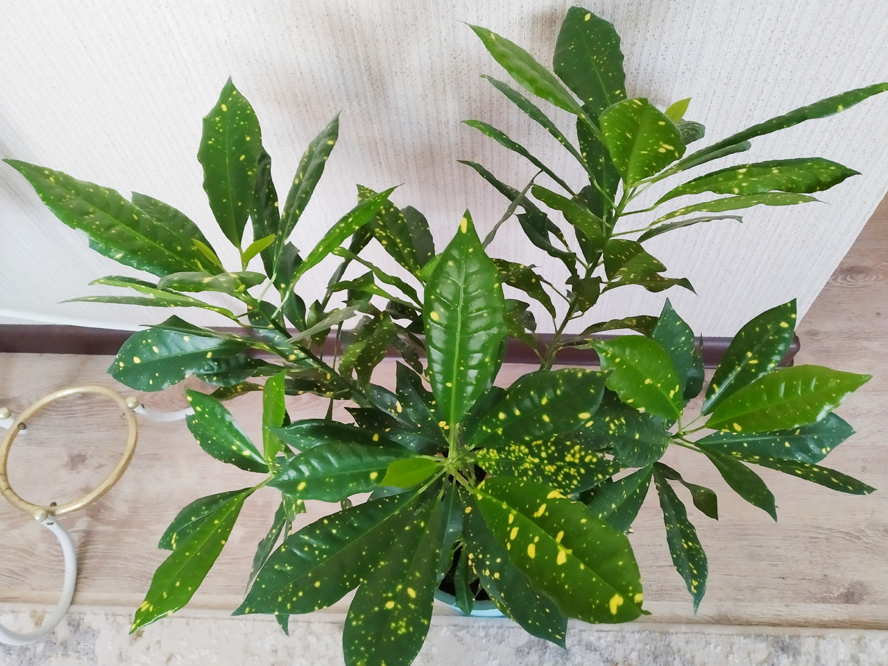 Аукуболистный кротон - Фото 4