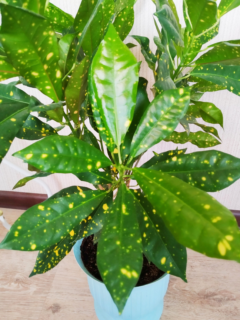 Аукуболистный кротон - Фото 5