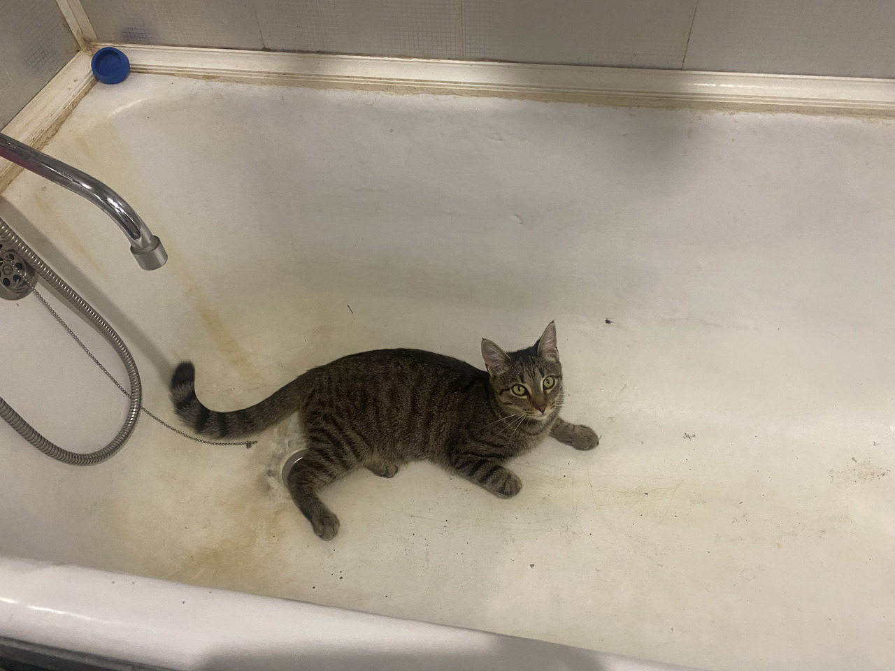 Потерялась кошечка - Фото 1