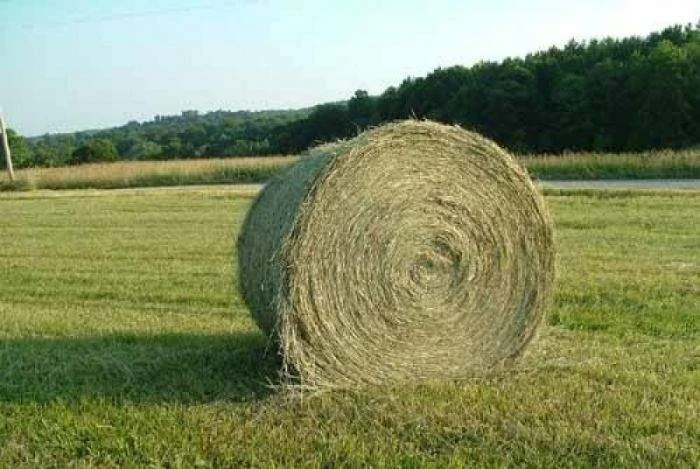 Свежее рулонное сено - Фото 1