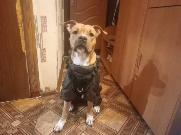 ПРОПАЛ!!! - Фото 2