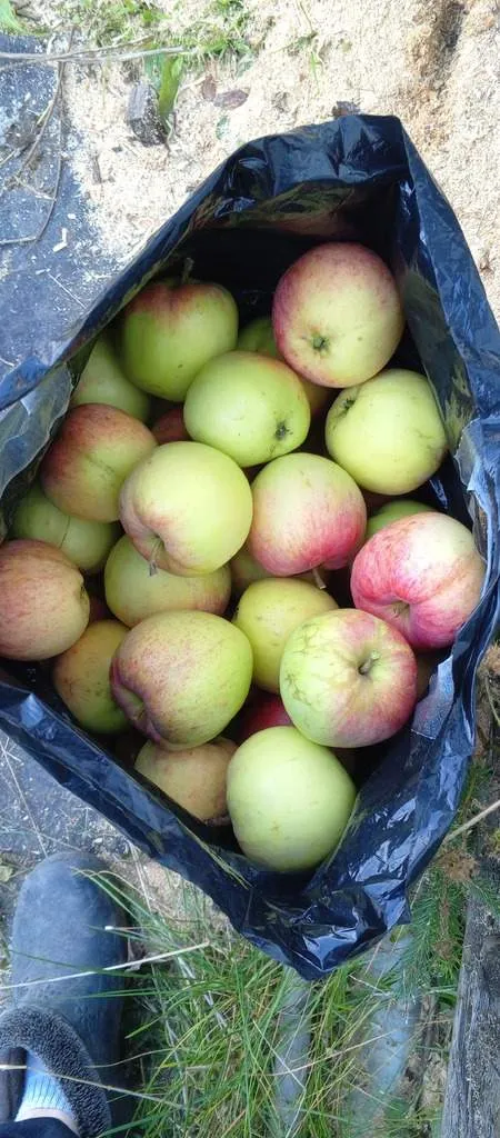 Продам домик с участком в коллективом саду √5 - Фото 1