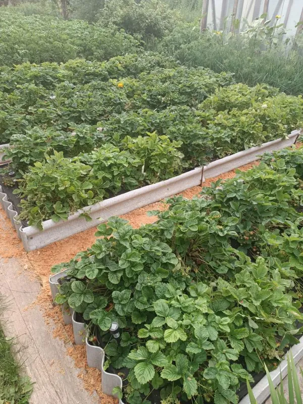 Продам участок в коллективном саду #4 - Фото 9