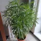 Кротон