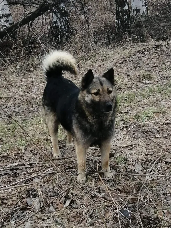 Найден кобель - Фото 1