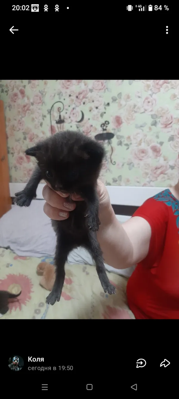 Отдам в добрые руки - Фото 5