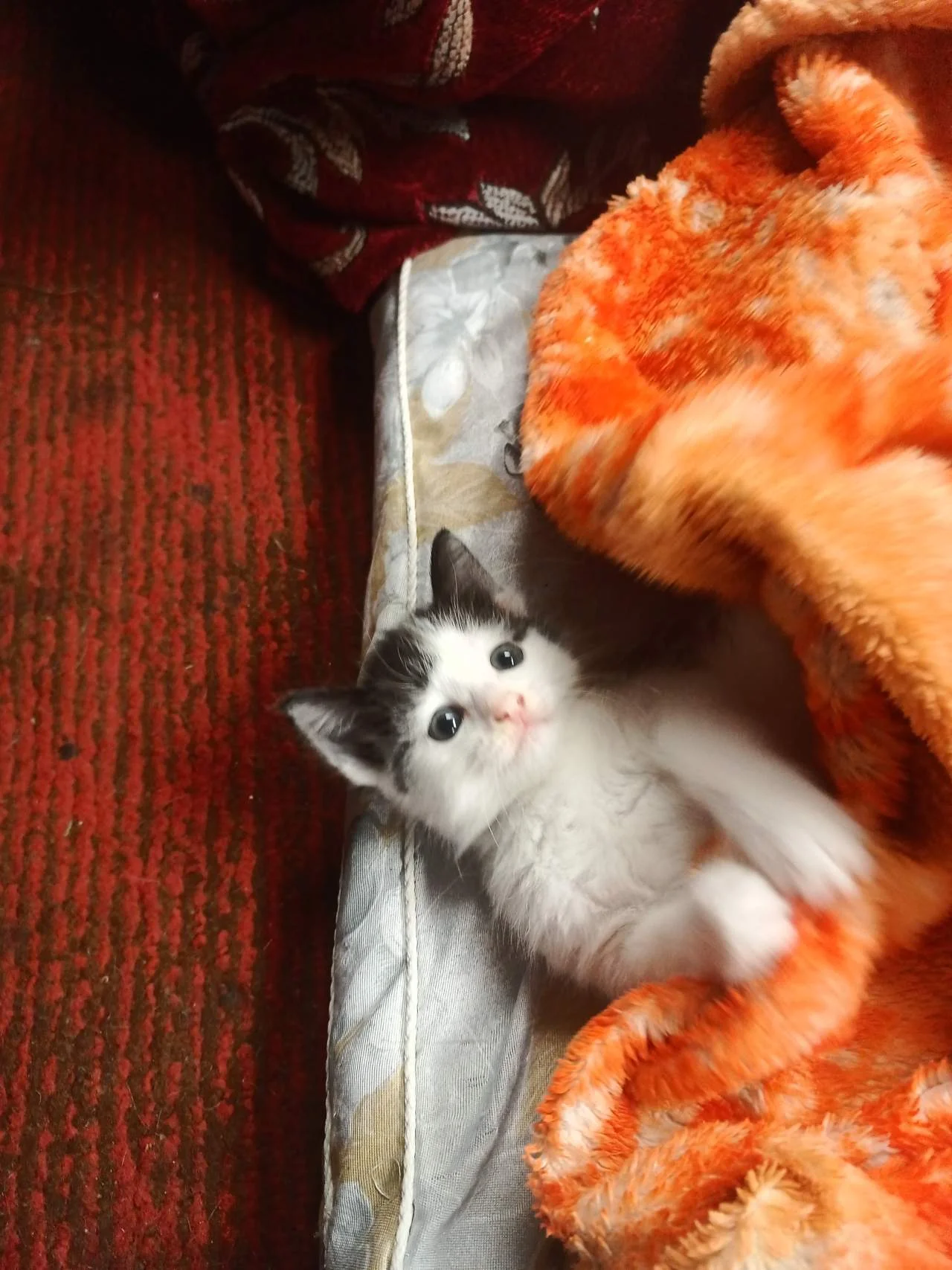 Котенка в добрые руки - Фото 1