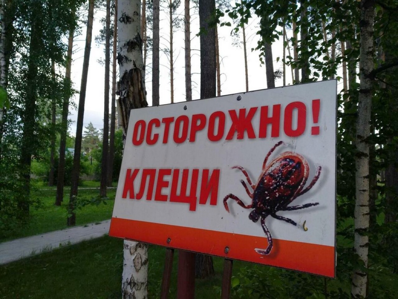 Проблема клещевых укусов в Свердловской области обострилась: за последние двое суток зарегистрировано 58 случаев