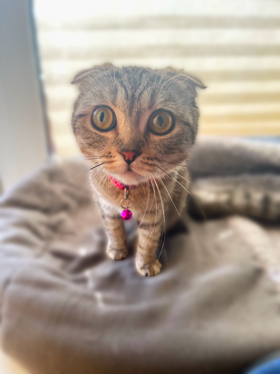 Вислоухая кошечка ищет дом  