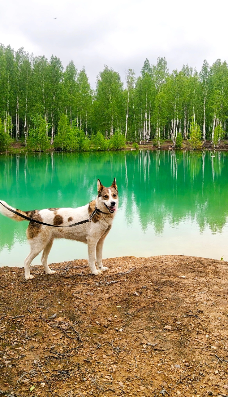 Алиса ищет хозяев