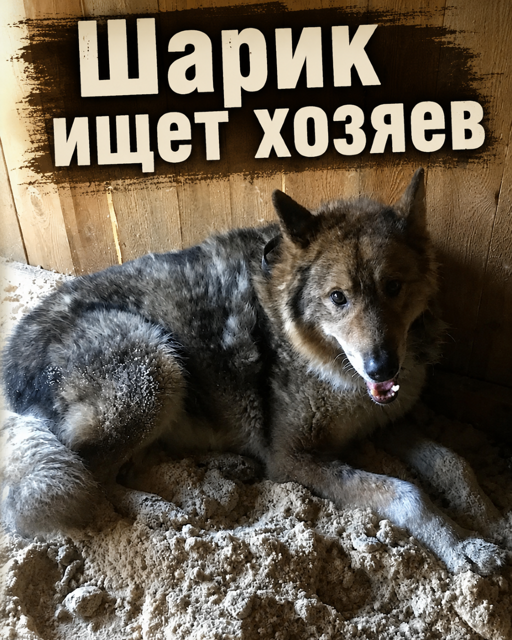 Шарик ищет хозяев 