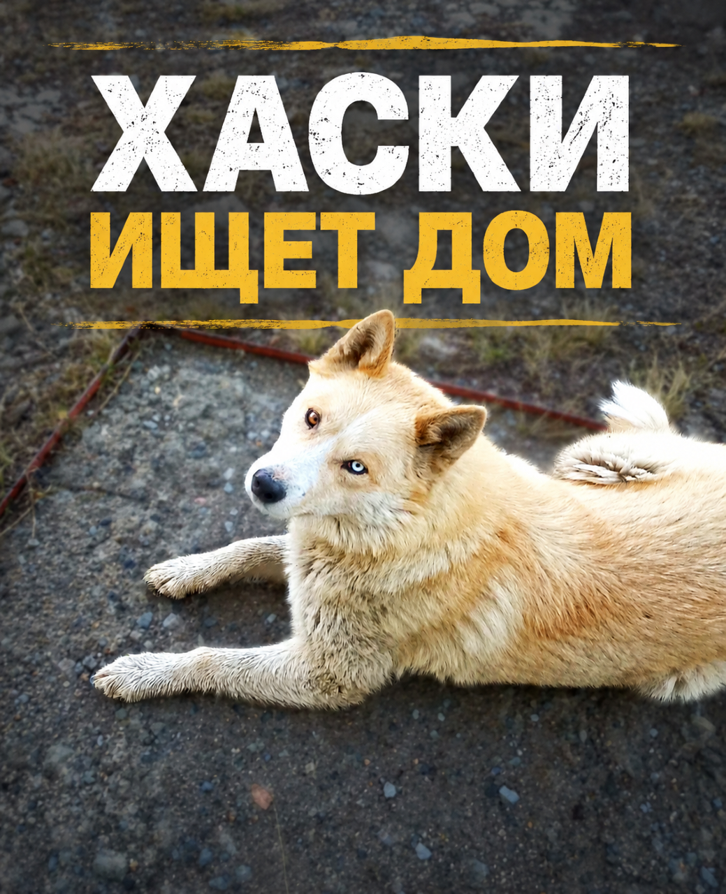 Хаски ищет дом