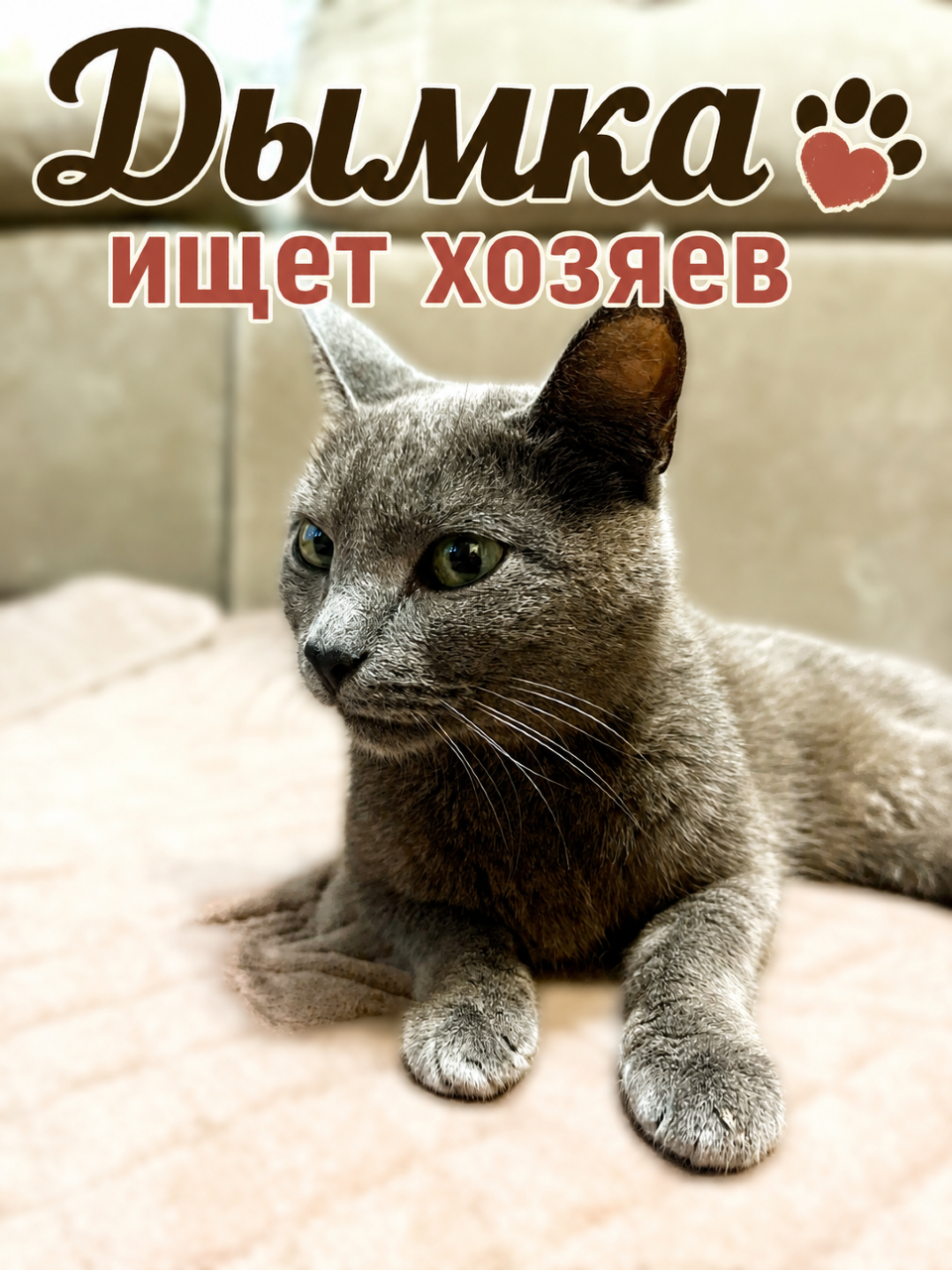Дымка ищет хозяев 