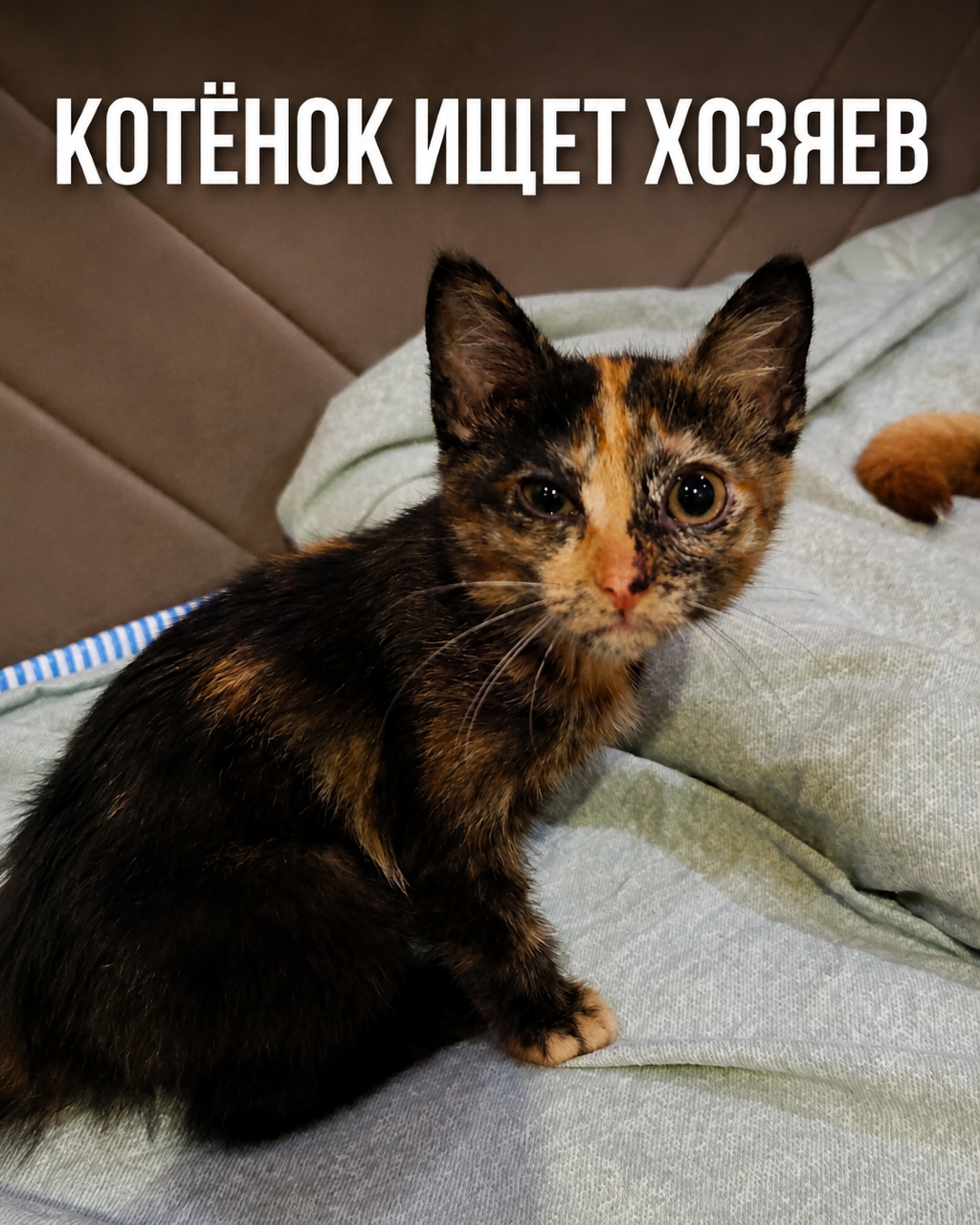 Котёнок ищет хозяев 