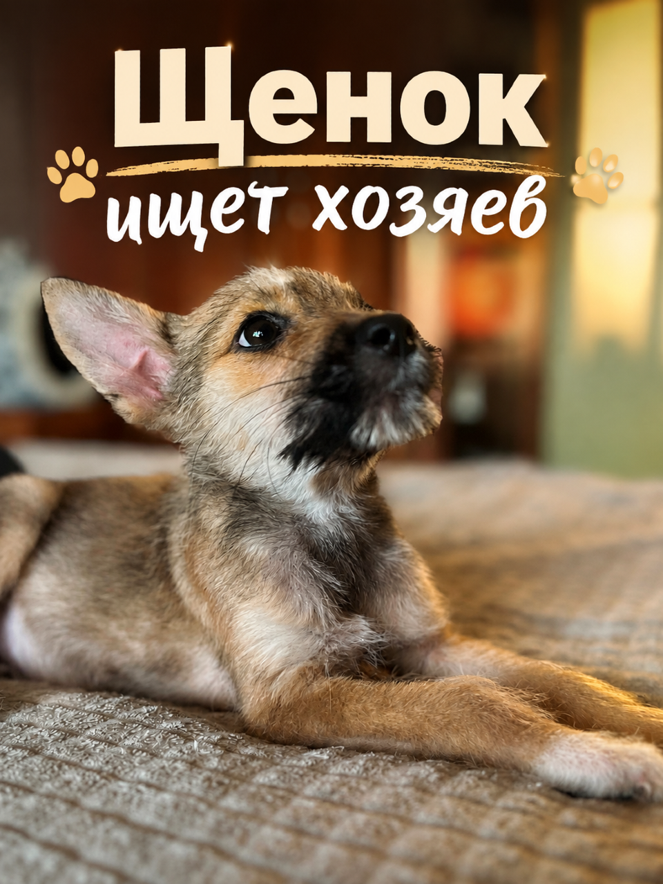 Щенок ищет хозяев 