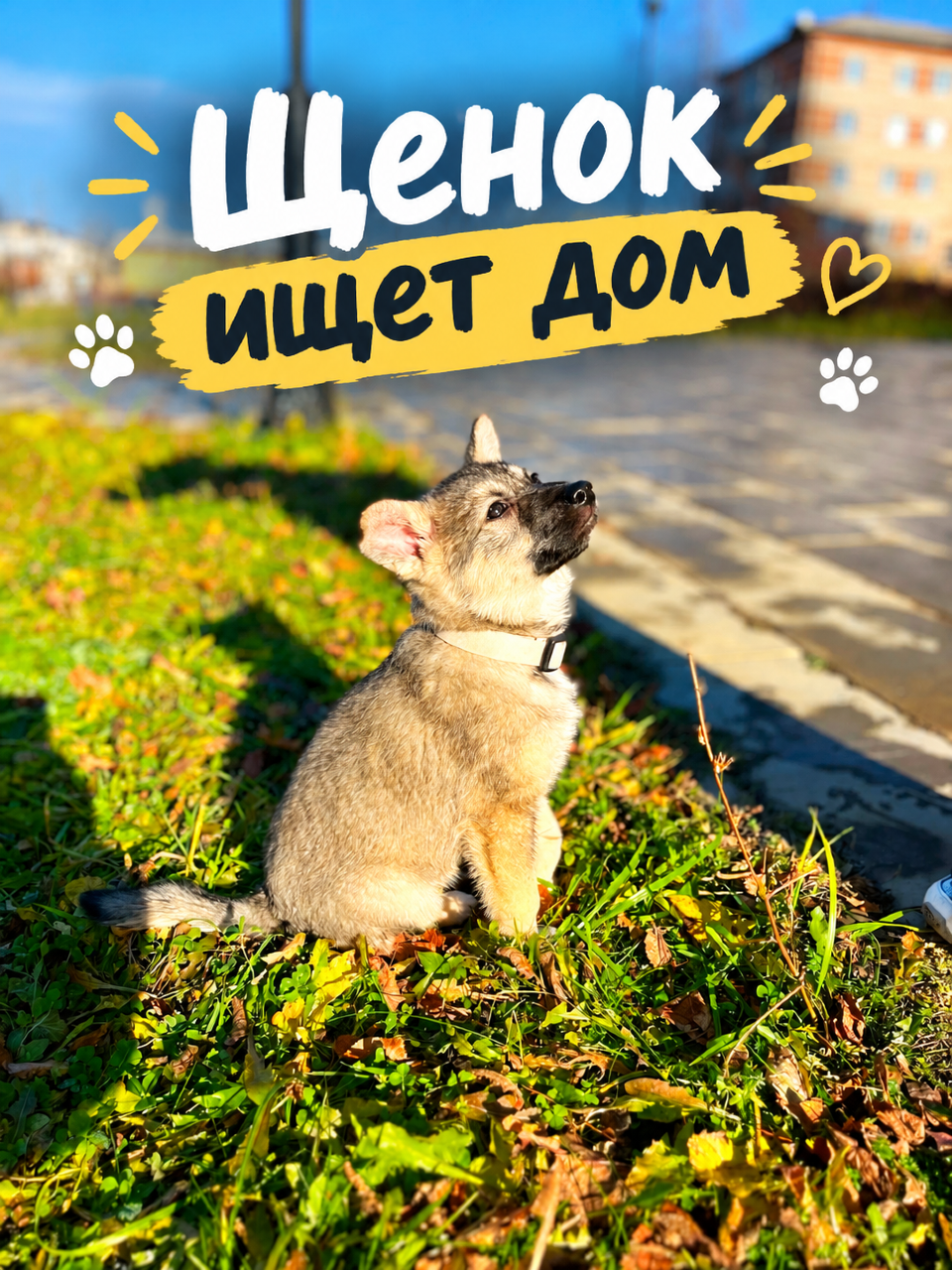 Щенок ищет дом
